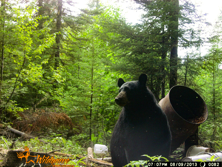 Trail Camera Picture of an Ontario Black Bear